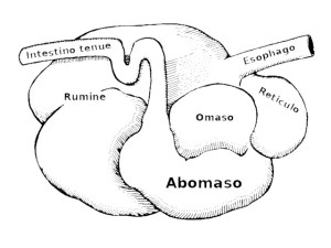 Le parti dello stomaco del bovino: Il rumine detto croce, il reticolo detto cuffia, l'omaso detto centopelle, l'abomaso detto lampredotto