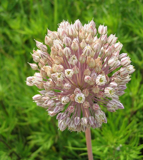Fiore di allium ampeloprasum