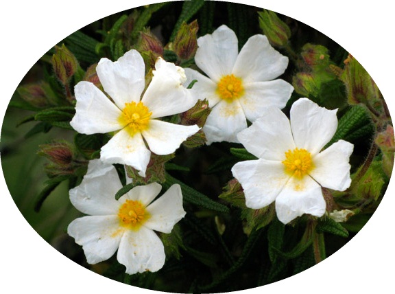 Fiori di cisto marino