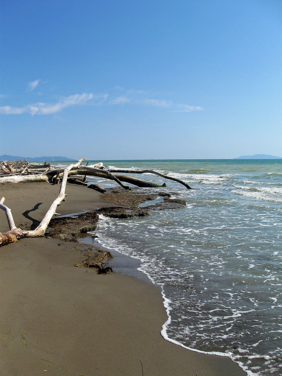 La "spiaggia dei tronchi"