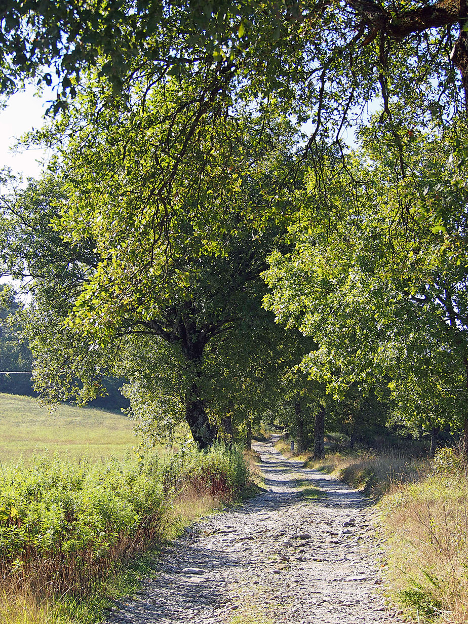 Località C.Briano il sentiero nel verde