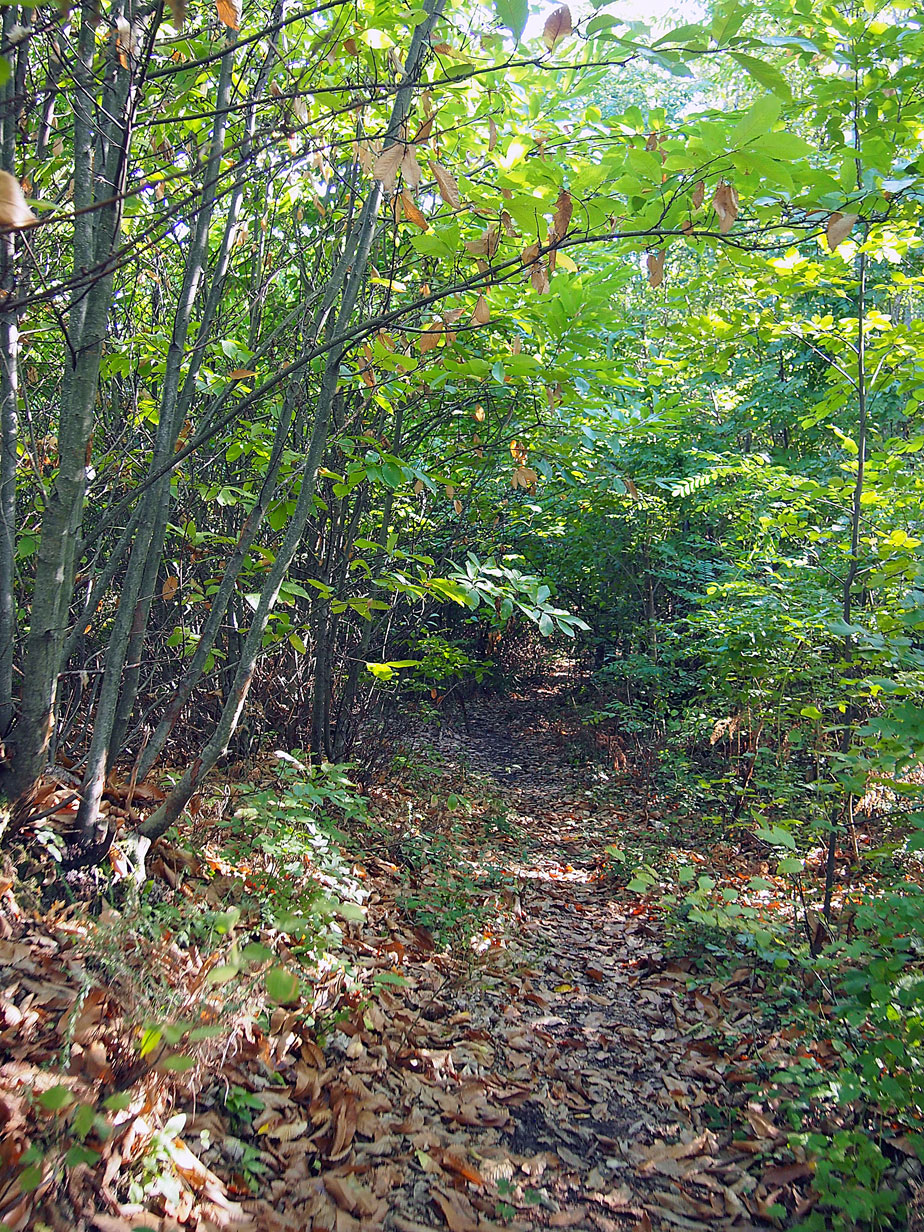 Ultimo tratto tra il verde dei castagni